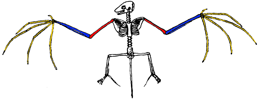 skelet van een vleermuis
