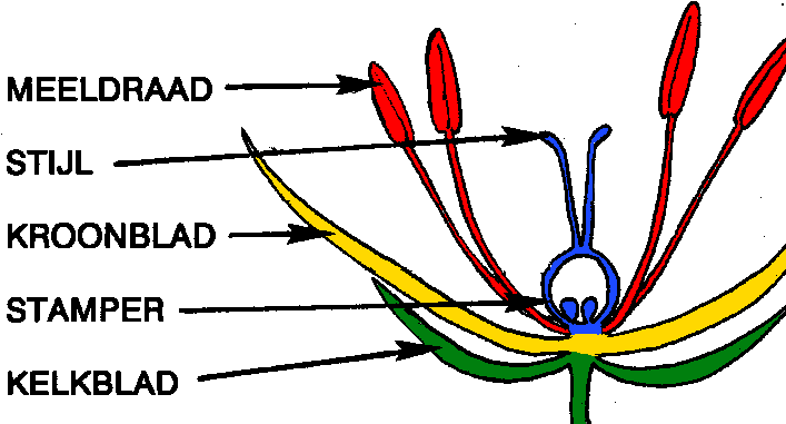 onderdelen van een bloem