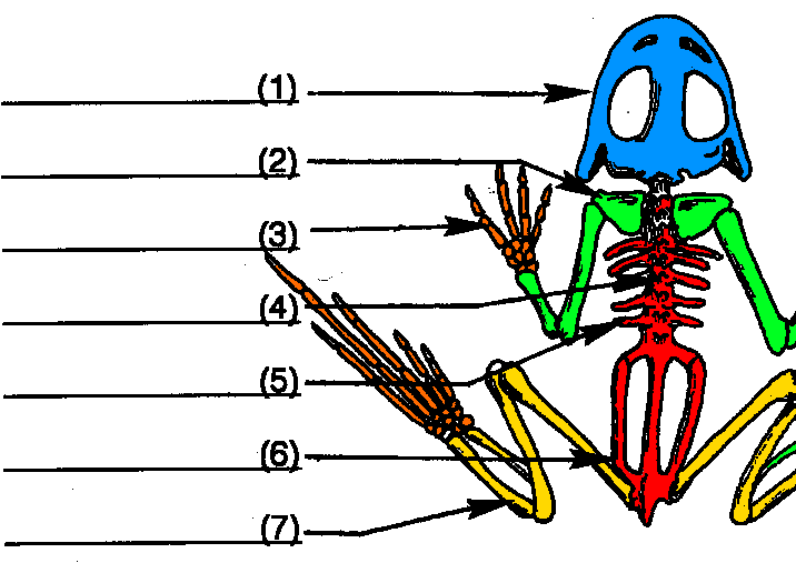 kikker skelet