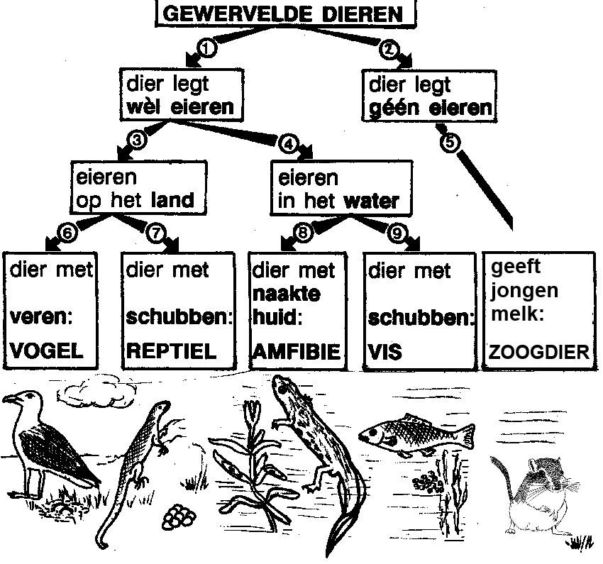 tabel gewervelde dieren