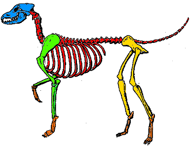 skelet van een hond