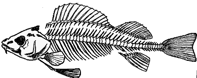 skelet van een vis