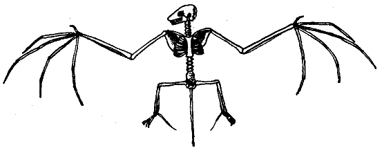 skelet van een vleermuis