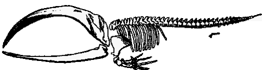 skelet van een walvis