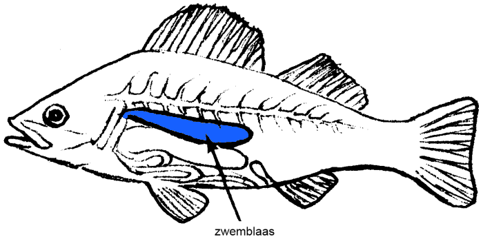 zwemblaas