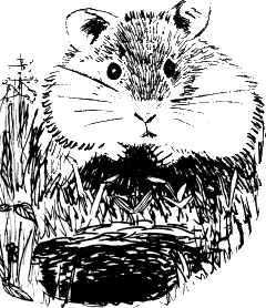 hamster bij zijn hol