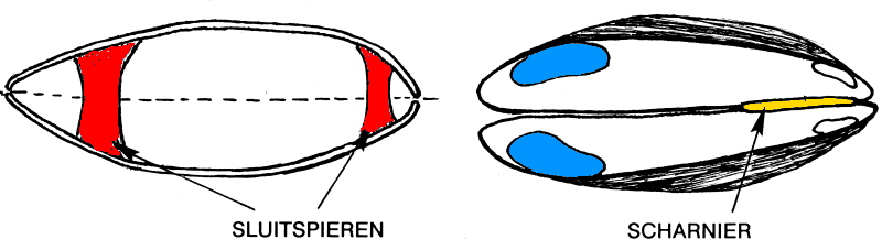 mosselschelp van binnen col