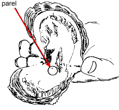parel in een oester