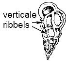 wenteltrapje heeft verticale ribbels