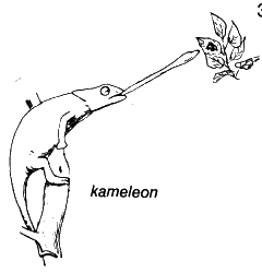 kameleon