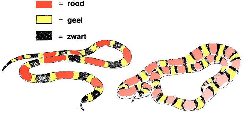 koraalslangen
