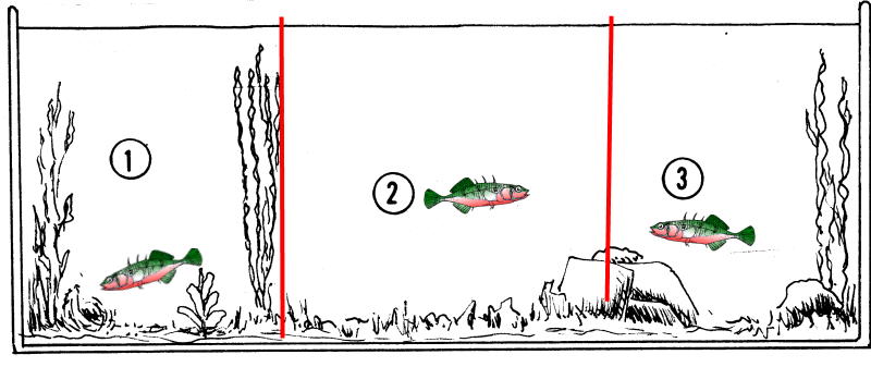 stekelbaars in aquarium