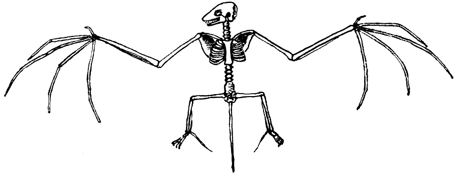 skelet van een vleermuis
