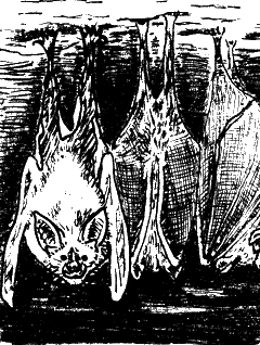 overwinteren in grot