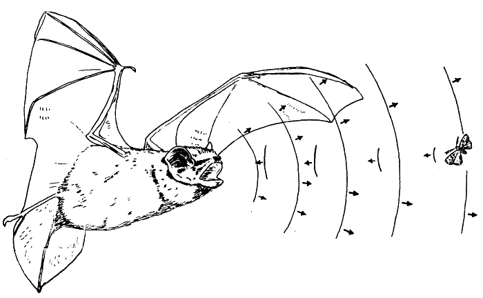 vleermuis vangt met sonar