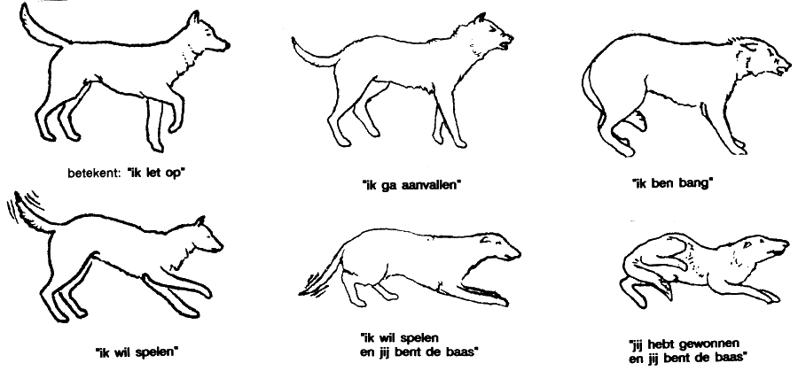 gebarentaal bij wolven en honden