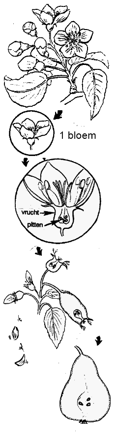 van bloem tot vrucht