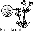 kleefkruid