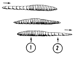 kruipende regenworm