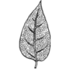 pictures/kdn-bladeren-ico.png