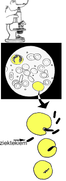 witte bloedlichaampjes en bacterie onder de microscoop