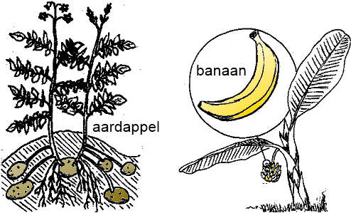 aardappel en banaan