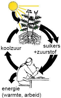 voedsel kringloop